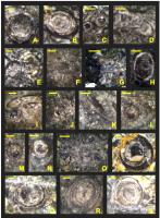 Seções delgadas dos calcários da Formação Tamengo com espécimes de Cloudina lucianoi (Beurlen & Sommer, 1957). Escala: A-B, E, L-N, P–S = 500 µm; D, H, K = 1000 µm; C, F-G, I, O = 2000 µm (consultar Adôrno et al., 2017 para números de tombo dos espécimes)