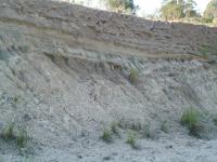 Detalhe da seção geológica de depósitos de areias arcoseanas em canais rasos de sistemas fluviais distributários, Fm. Guabirotuba. Altura: ~5 m. Foto: Luiz A. Fernandes.