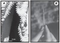 Figura 6 - Aspectos do “endocarste de Lagoa Santa”- sedimentos químicos (espeleotemas). a) microrrepresa de travertino na superfície de cortinas; b) agulha de gipsita na gruta do Intoxicado