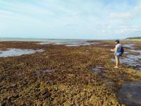Superfície endurecida (hardground) formada por fragmentos de corais recobertos por algas calcárias incrustantes e cimentados por carbonato de cálcio. Foto de Caio Gabrig Turbay. Junho de 2018. 