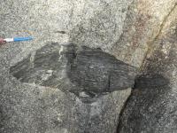 Xenólito pisciforme centimétrico de gnaisse máfico na rocha encaixante granítica que compõe o Lajedo do Marinho. Foto: Geysson de Almeida Lages.