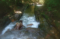 Aguas do riacho escorrendo controladas por fratura transversal à foliação miloníticas dos metapelitos da Unidade Serra das Andorinhas