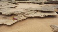 Estratificação cruzada tangencial na base em arenito de praia, exemplificando fácies de antepraia inferior.