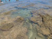 Recifes de coral de Taipu de Fora