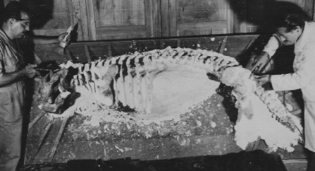 Montagem de um esqueleto de dicinodonte que segue em exposição até hoje 