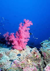  Coral rosa do tipo sssei