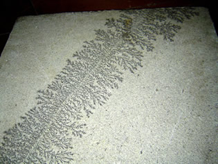 Dendritos formados em ambos os lados de um pequeno sulco em riodacito do Rio Grande do Sul (acervo do Museu de Geologia da CPRM)