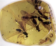 mbar com insetos (Pipe, 2008)