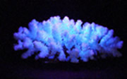 Coral branco com intensa fluorescncia em violeta