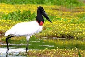 Tuiuiú, ave que é um símbolo do Pantanal. Foto: climais.com.br