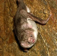 Morcego da espécie desmodus rotundus